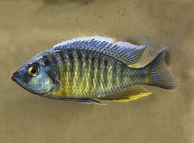 Nyassachromis boadzulu 'Crocodile Rocks'